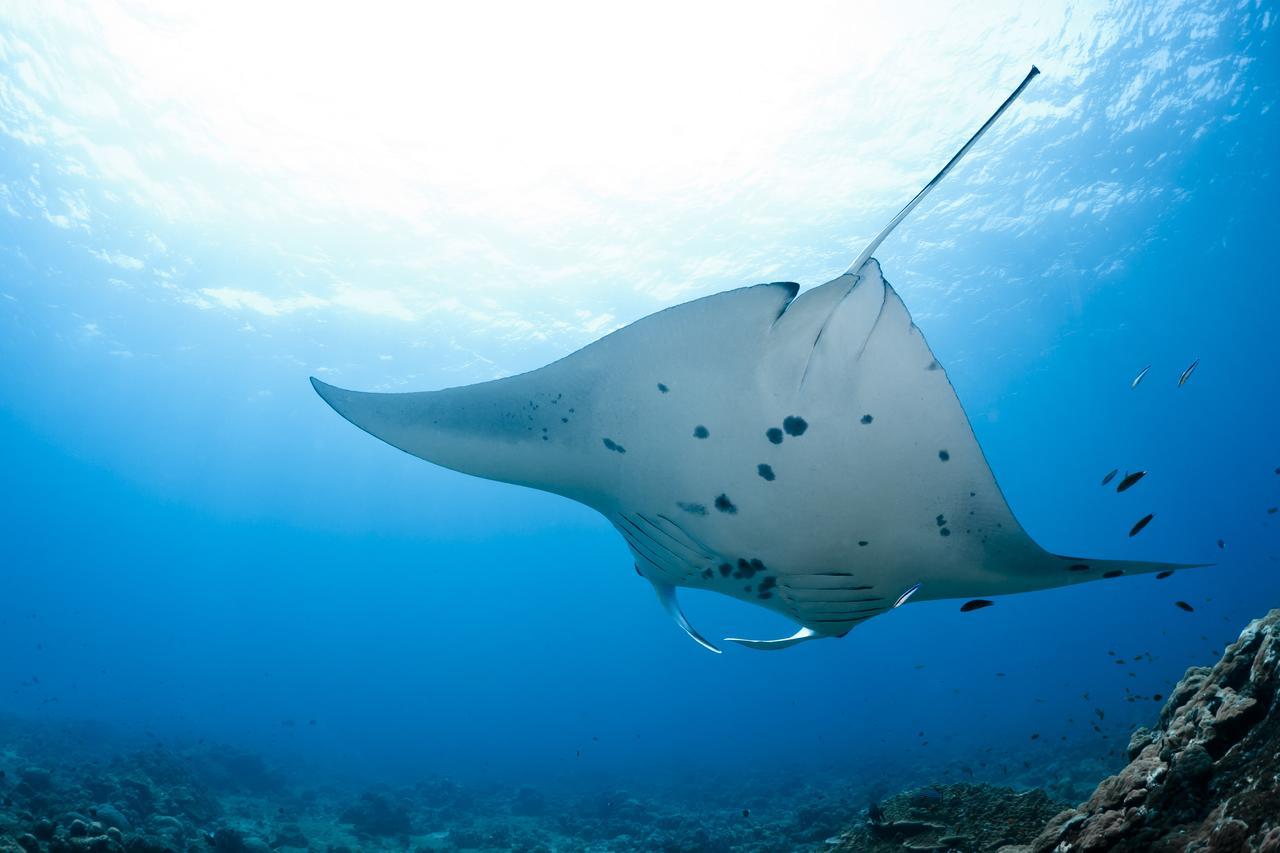ホテルOcean Beach Maldive Maldives エクステリア 写真